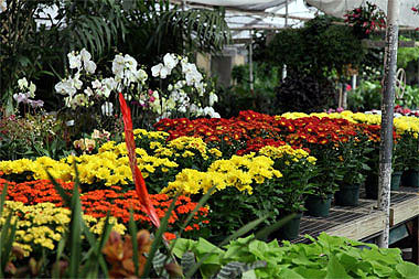 greenhouse flowers